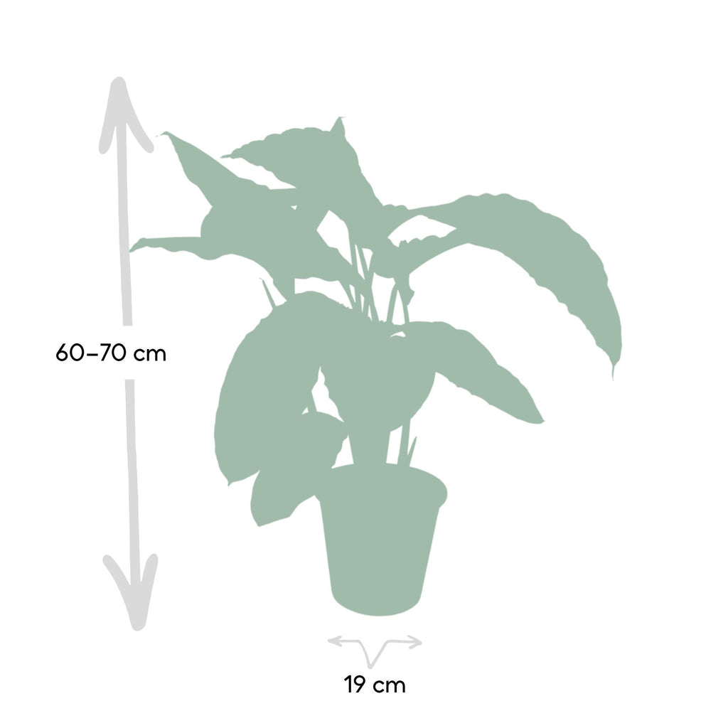 Calathea Warscewiczii - Pauwenplant, groene bladeren