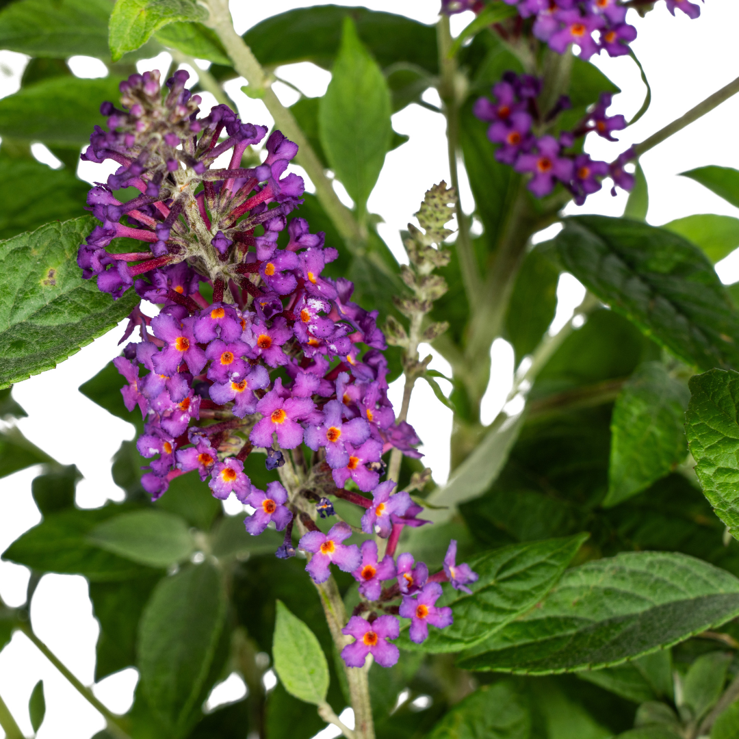 Buddleja Davidii Purple, groene bladeren