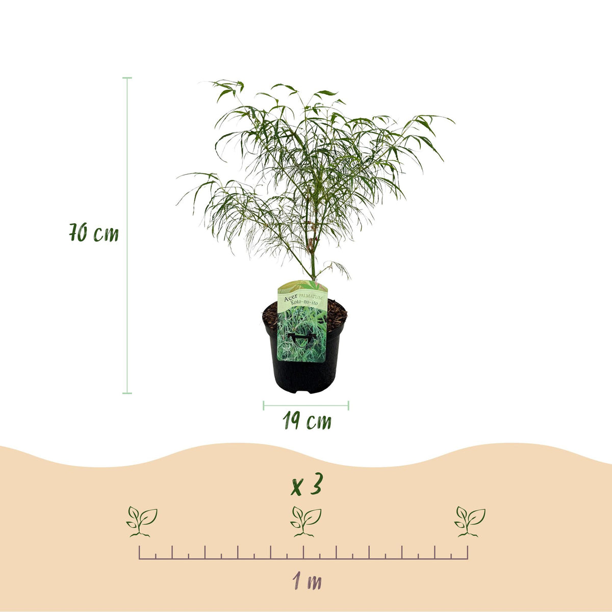 Japanse esdoorn Acer palmatum Koto-no-ito, groene bladeren