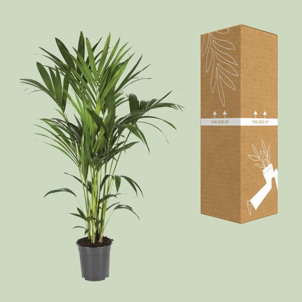 Detailfoto van Howea Forsteriana