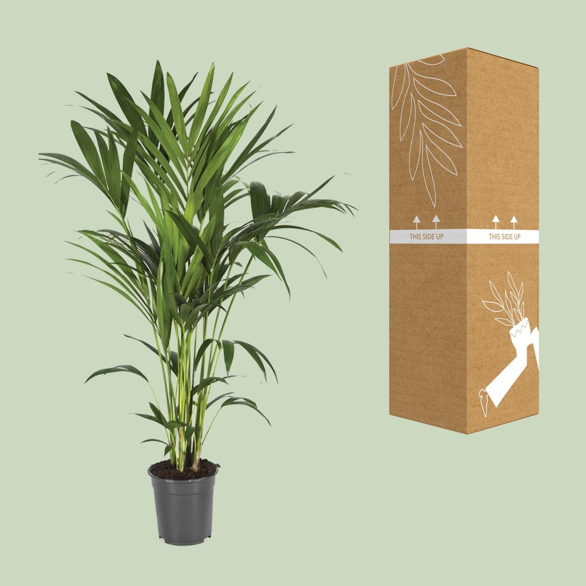 Detailfoto van Howea Forsteriana