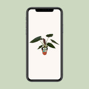 Alocasia Wentii