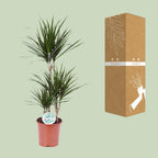Detailfoto van Dracaena marginata, drakenbloedboom, 115 cm hoog