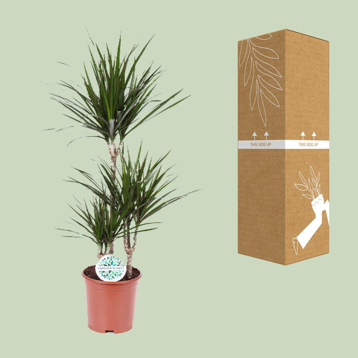 Detailfoto van Dracaena marginata, drakenbloedboom, 115 cm hoog