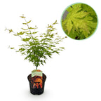 Japanse esdoorn Acer palmatum Orange Dream, kenmerkend blad