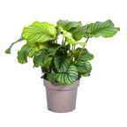 Calathea Orbifolia, plant in pot