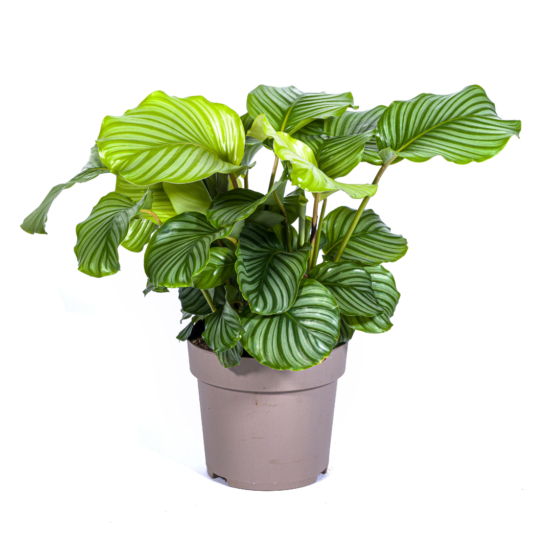 Calathea Orbifolia, plant in pot