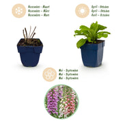 Digitalis Tricolour - Vingerhoedskruid - Schaduw - Roze - Paars - Wit - 12 Planten