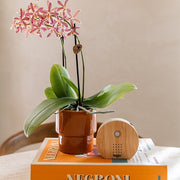 Kolibri Home Timeless sierpot - oranje - Ø9 cm