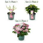 Hortensia Hydrangea Magical Revolution Pink, groene bladeren