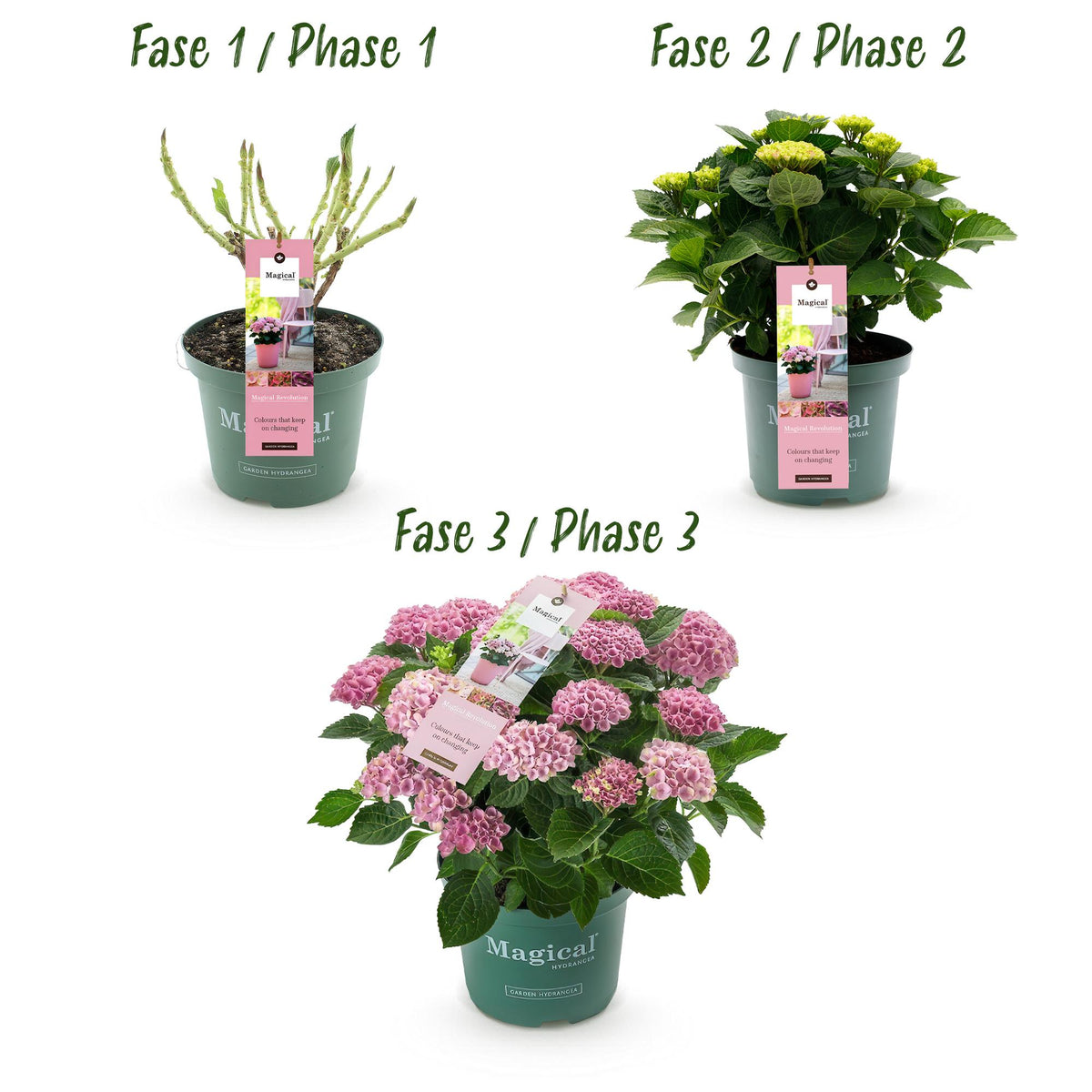 Hortensia Hydrangea Magical Revolution Pink, groene bladeren