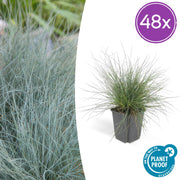 48x Festuca glauca &
