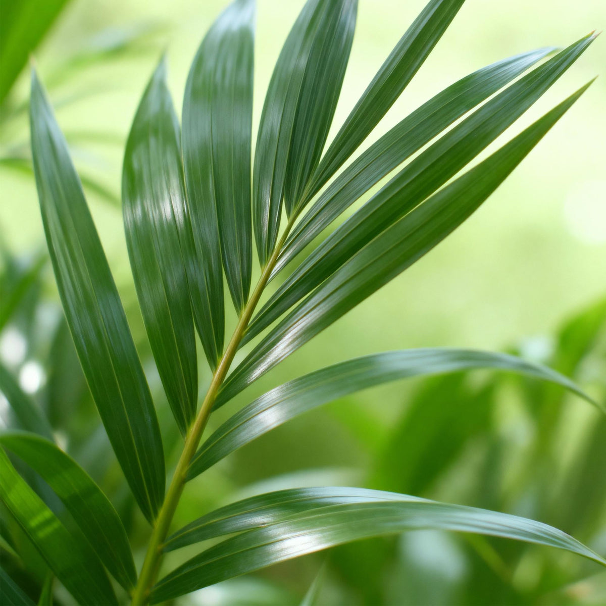 Howea Forsteriana, groene bladeren