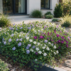 Vinca minor tricolour - driekleurige maagdenpalm, sierlijke plant