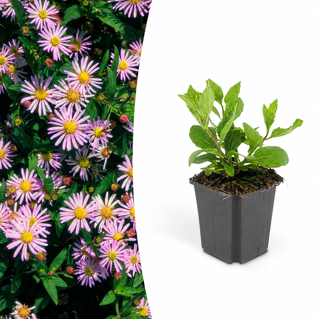 Aster ageratoides 'Asran', kenmerkend blad