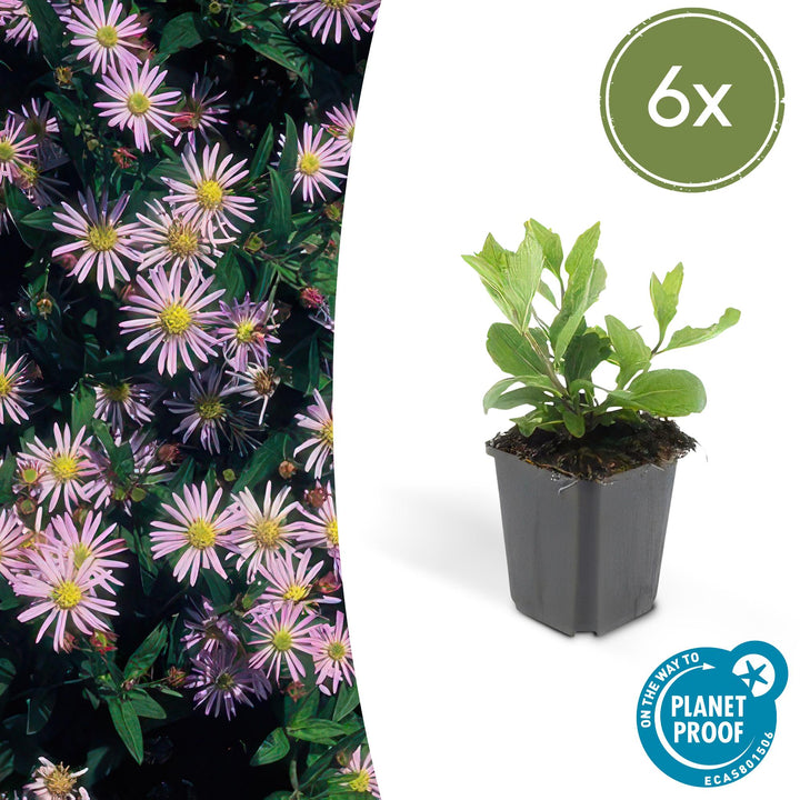 Aster ageratoides &
