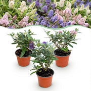 Buddleja davidii Butterfly Candy Little Tricolour