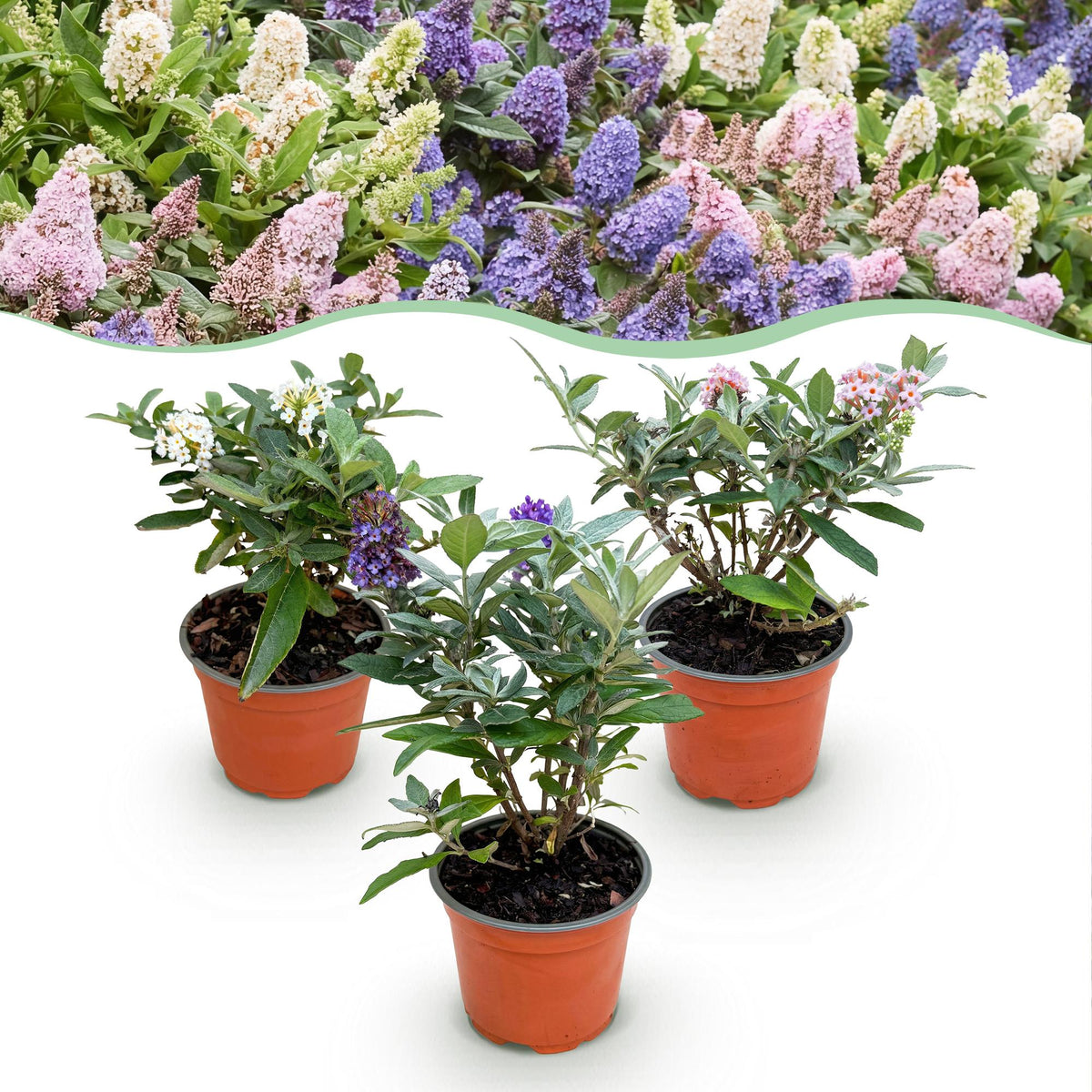 Buddleja davidii Butterfly Candy Little Tricolour, detail van het blad