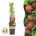 Kruisbes Hinnonmäki Rood, fruitgewas voor de tuin, plant in pot