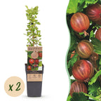 Kruisbes Hinnonmäki Rood, fruitgewas voor de tuin, plant in pot
