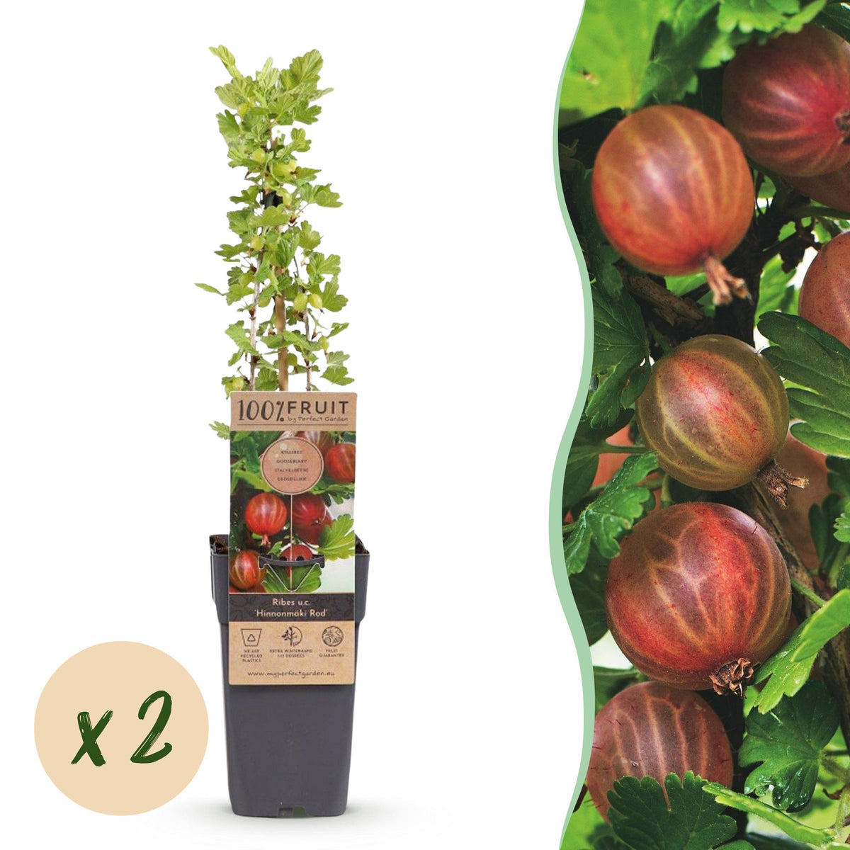 Kruisbes Hinnonmäki Rood, fruitgewas voor de tuin, plant in pot