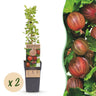 Kruisbes Hinnonmäki Rood, fruitgewas voor de tuin
