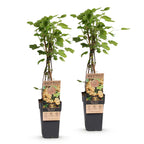 2x Bessenplant Witte Parel, detail van het blad