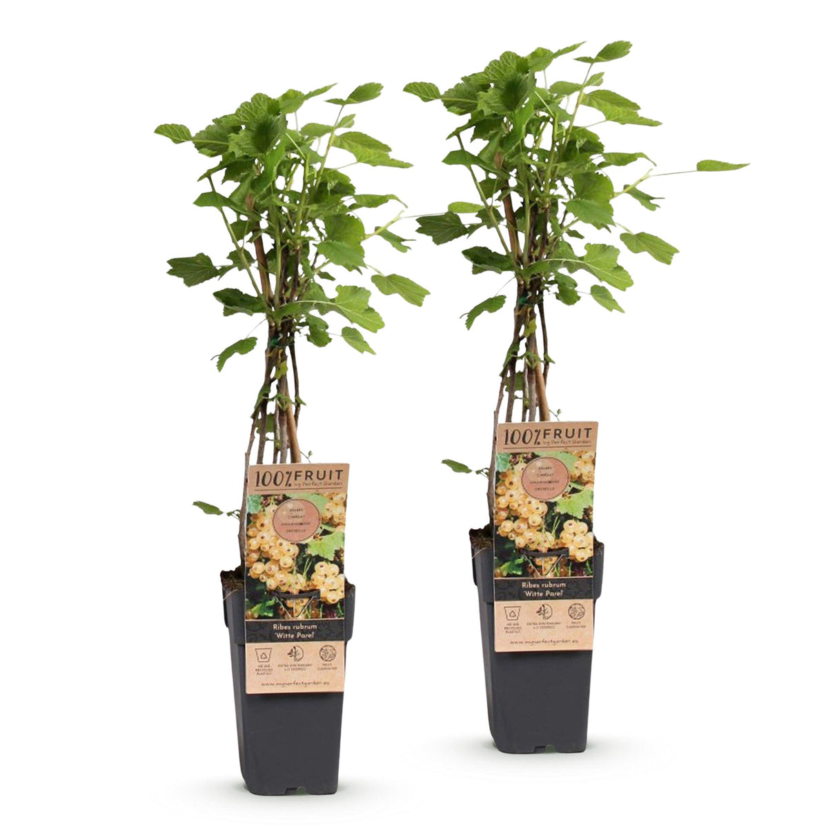 2x Bessenplant Witte Parel, detail van het blad
