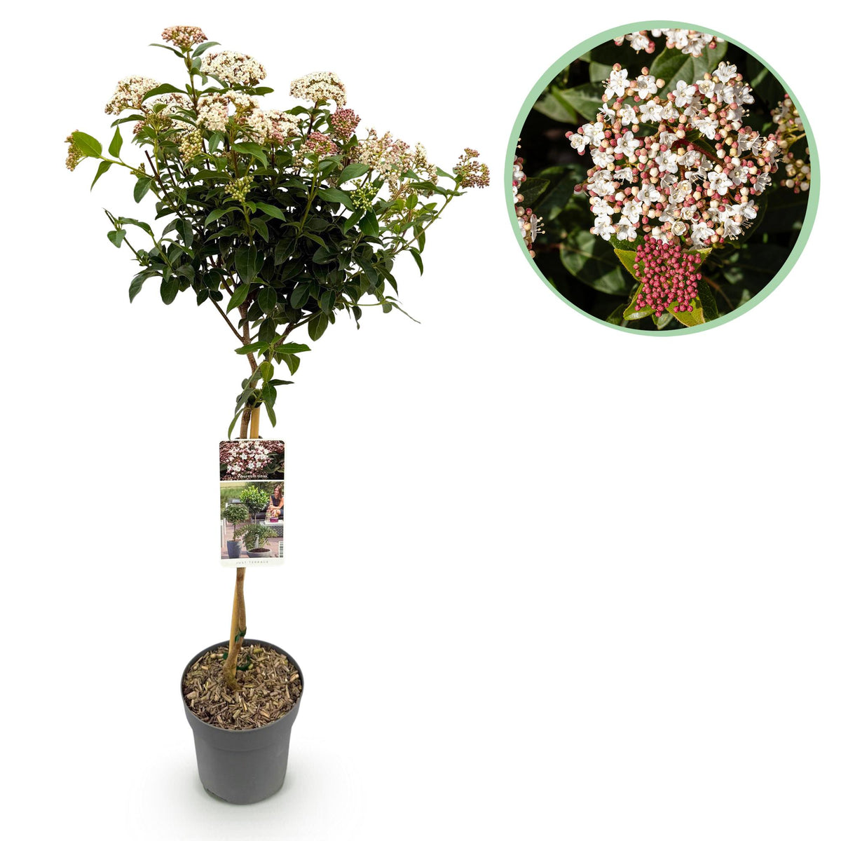 Viburnum tinus, detail van het blad