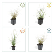 Pennisetum alopecuroides &