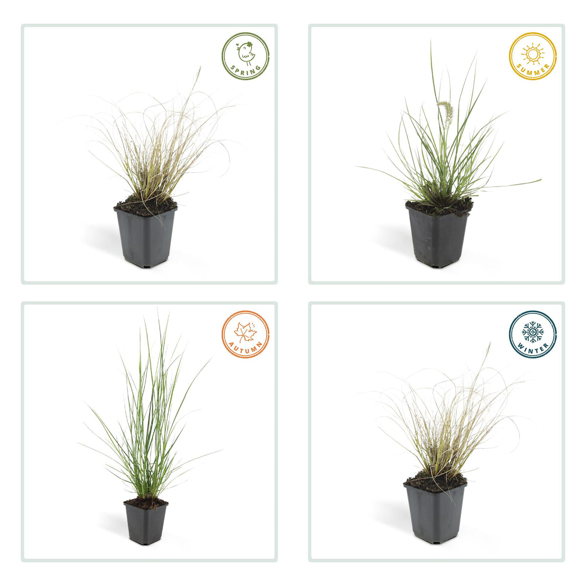 Pennisetum alopecuroides 'Hameln', groeiwijze van de plant