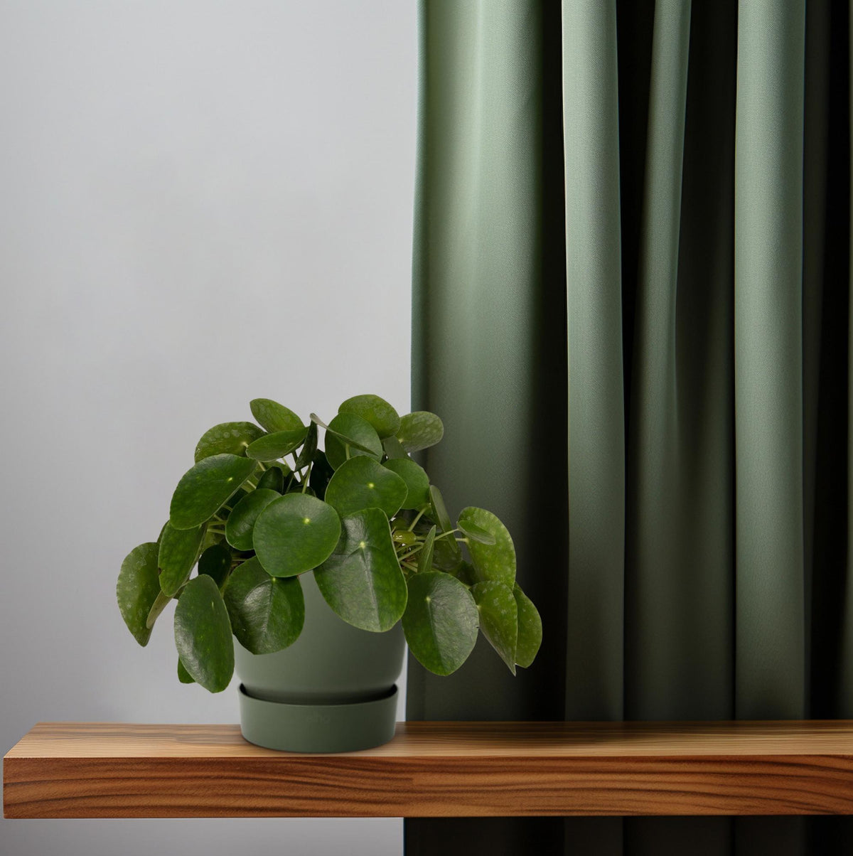 Productfoto van Pilea peperomioides, pannenkoekenplant, 25 cm hoog