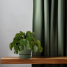 Pilea peperomioides, pannenkoekenplant, 25 cm hoog