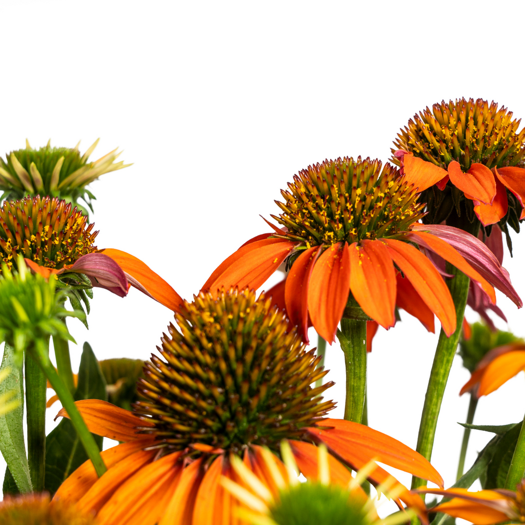 Echinacea Purpurea Orange, groene bladeren