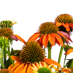 Echinacea Purpurea Orange, groene bladeren