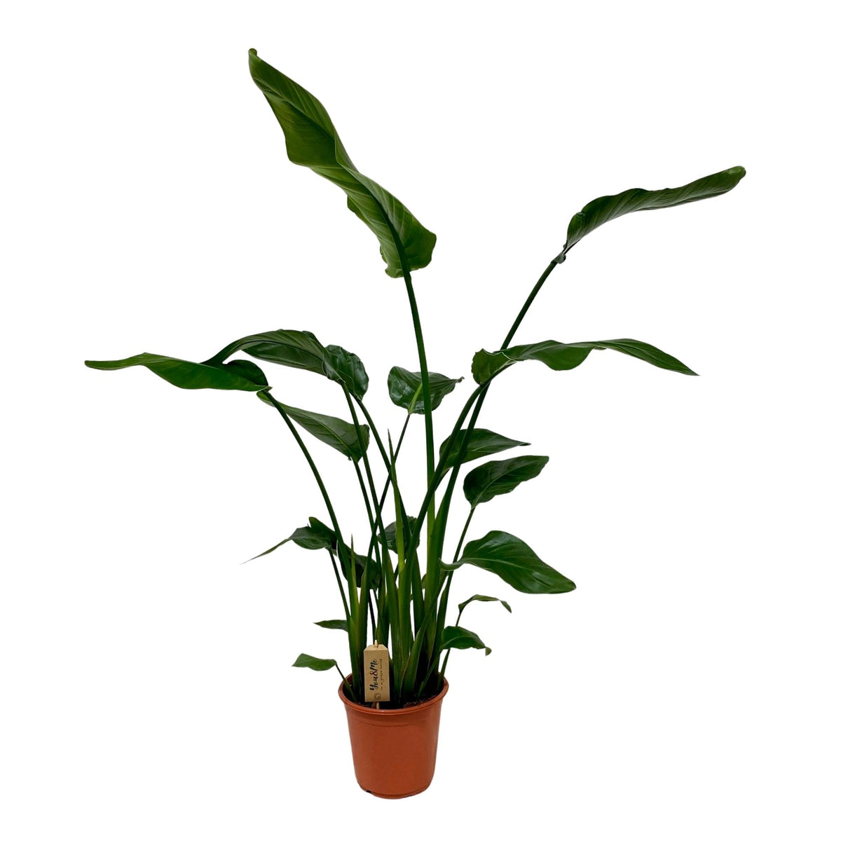 Productfoto van Strelitzia Nicolai