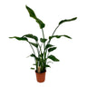 Strelitzia Nicolai
