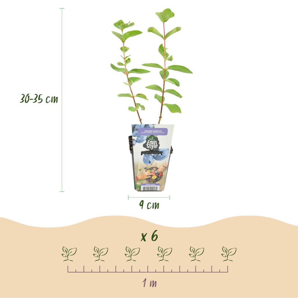 Honingbes Lonicera caerulea Kamtschatica, groene bladeren