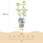 Honingbes Lonicera caerulea Kamtschatica, groene bladeren