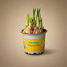 Narcissus ‘Tête-à-Tête’