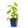 Ridderspoor (P) Galahad, met witte bloemen
