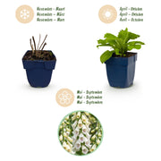 Digitalis purp. Dalmatian White - Vingerhoedskruid - Schaduw - Wit - 6 Planten