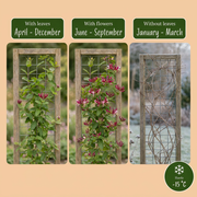 Lonicera henryi - groenblijvende kamperfoelie - set van 6 - Ø9 cm