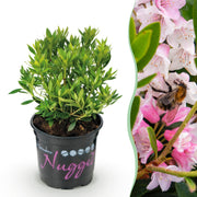 Bloeiende buxusvervanger Bloombux Light Pink