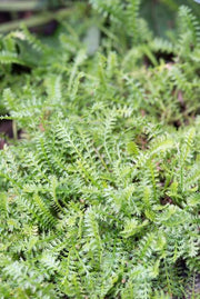 Leptinella squalida