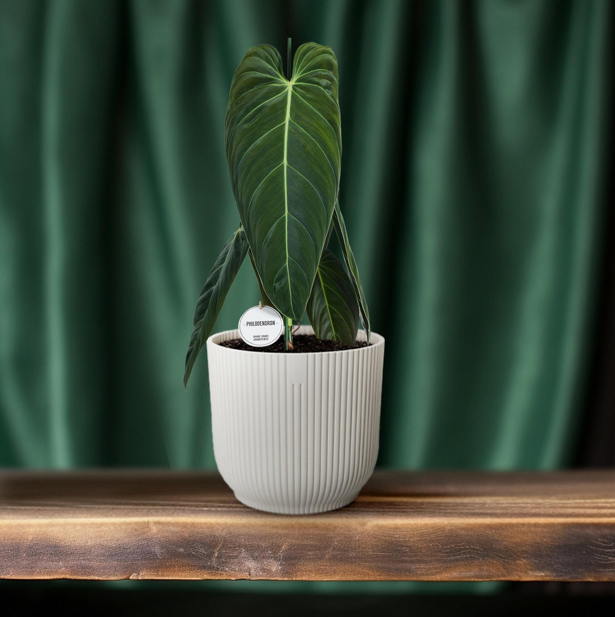 Productfoto van Philodendron Melanochrysum