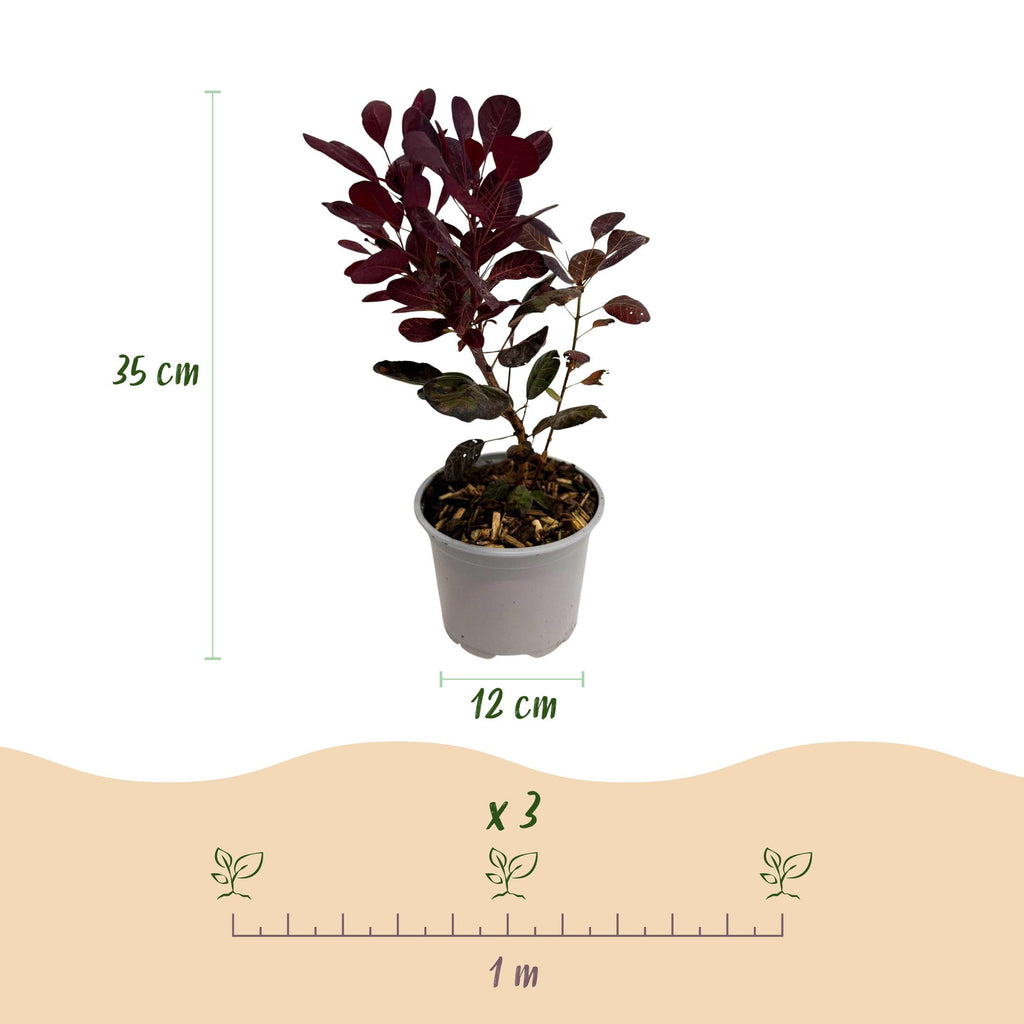 Cotinus coggyria Lilla, kenmerkend blad