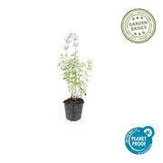 Nepeta &