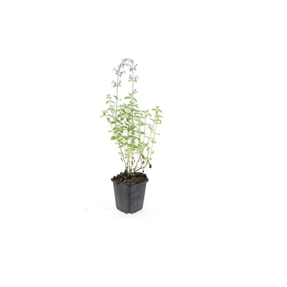 Nepeta 'Walker's Low', detail van het blad