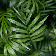 Chamaedorea elegans met grijze pot
